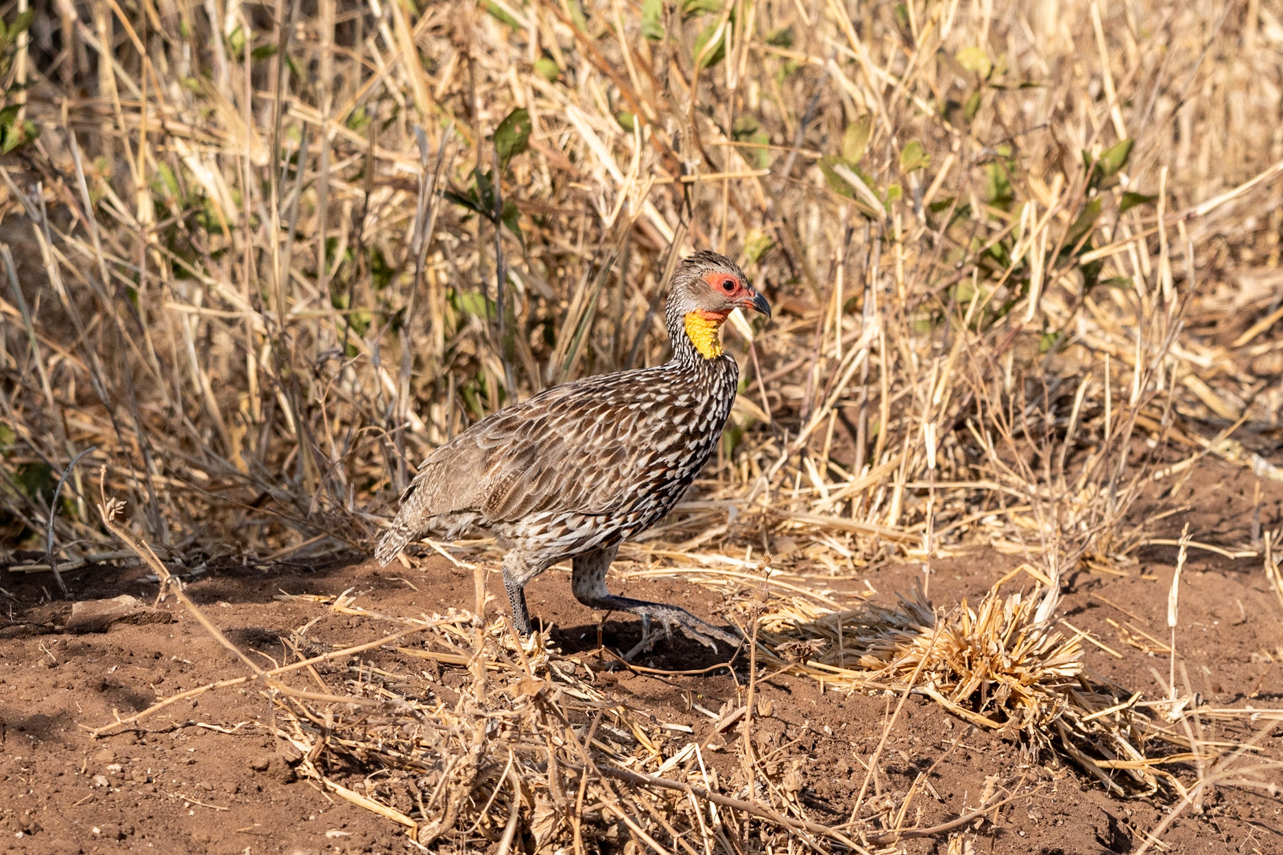 Yellow-necked Spurfowl, Tarangire National Park