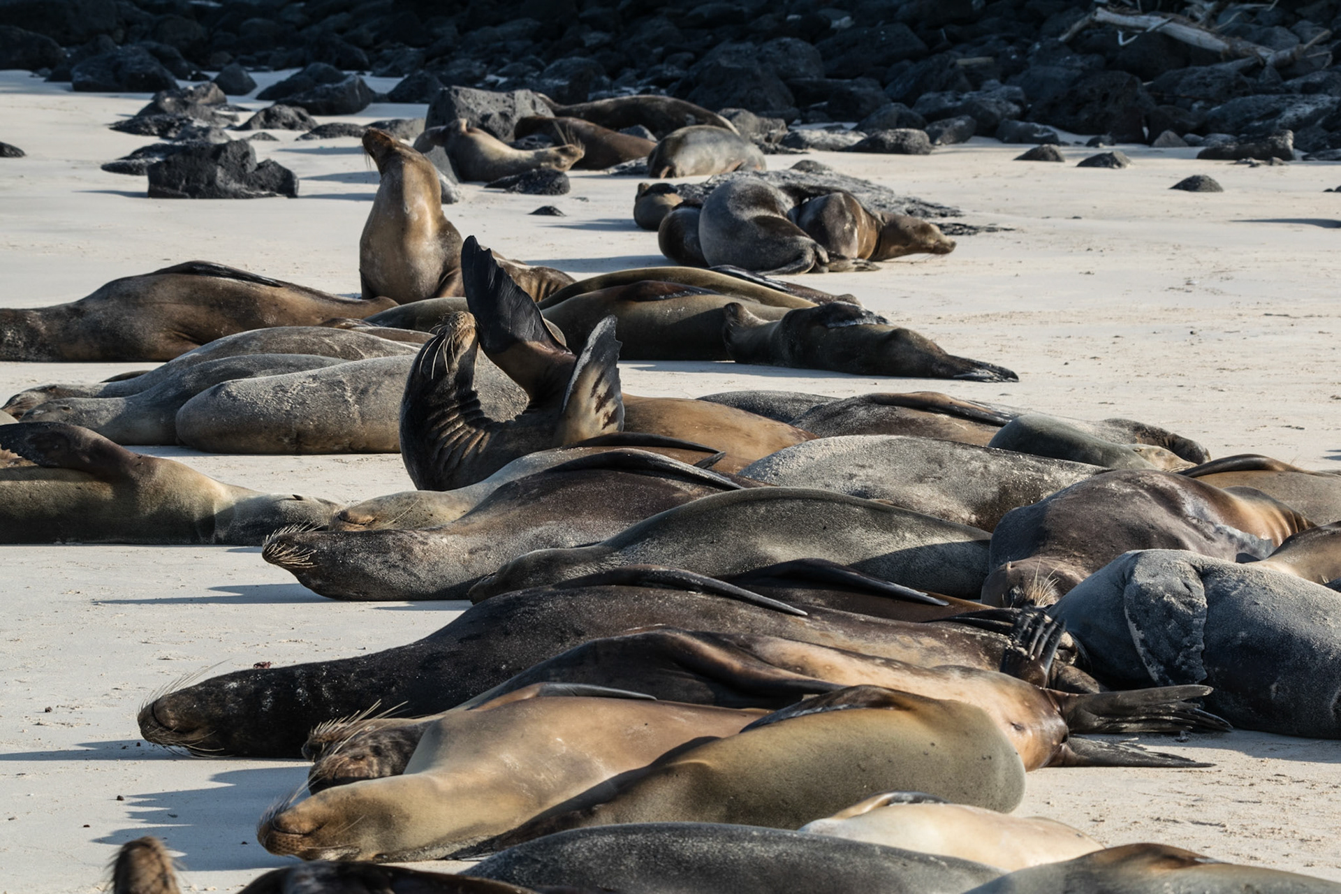 Sea Lions, Santa Fe