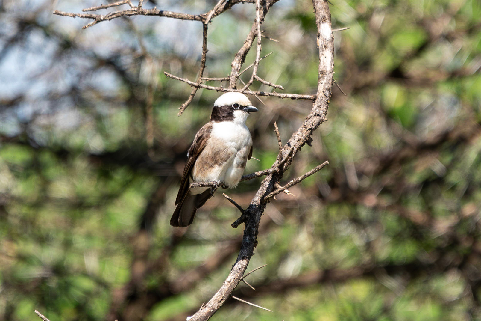 Northern White-crowned Shrike, Serengeti