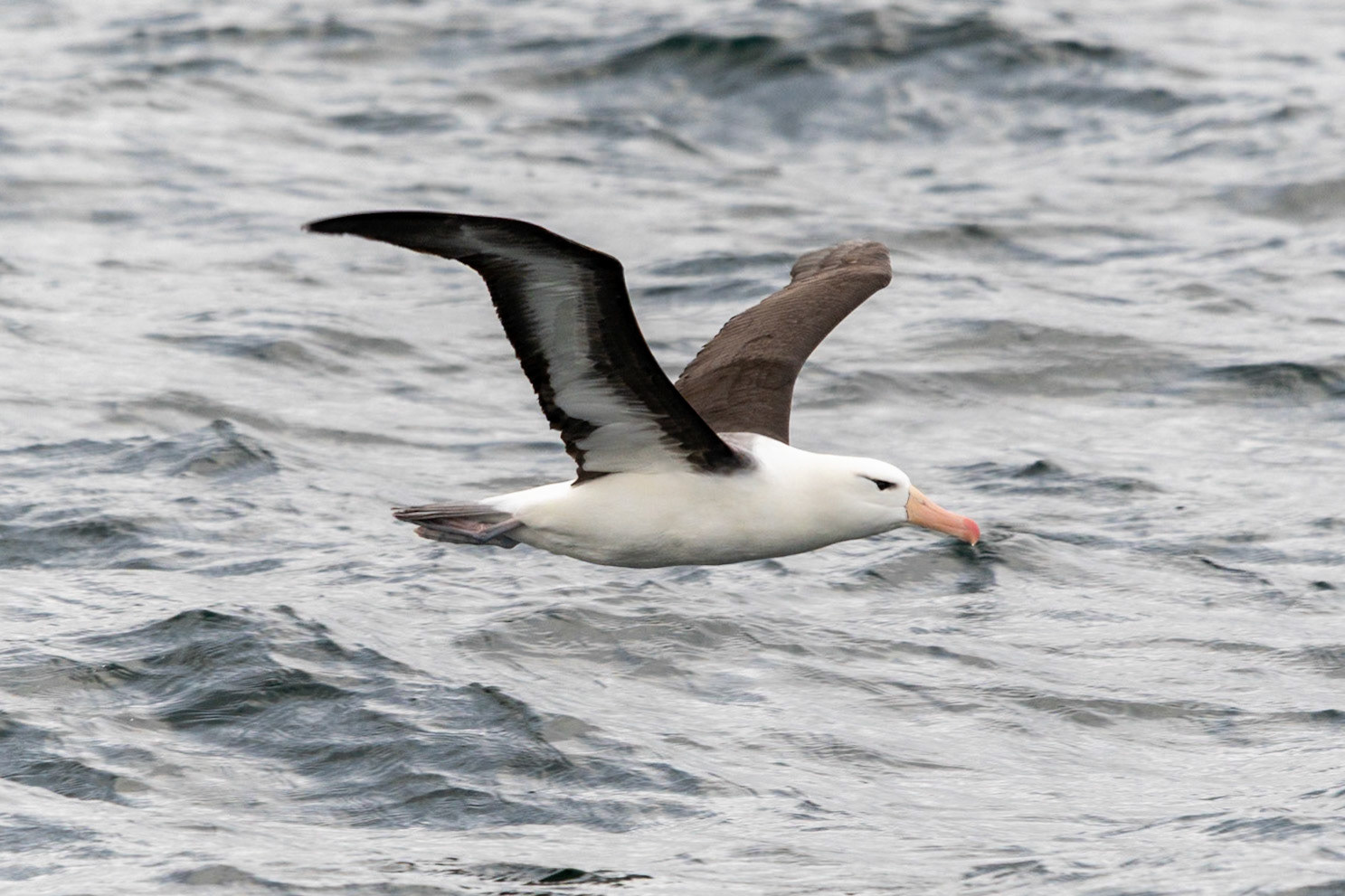 Black-browed Albatross, Beagle Channel, Ushuaia