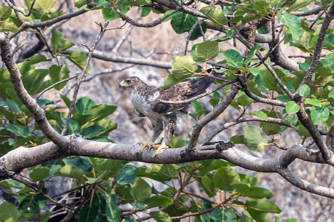 Bonelli's Eagle, Tawi Atair
