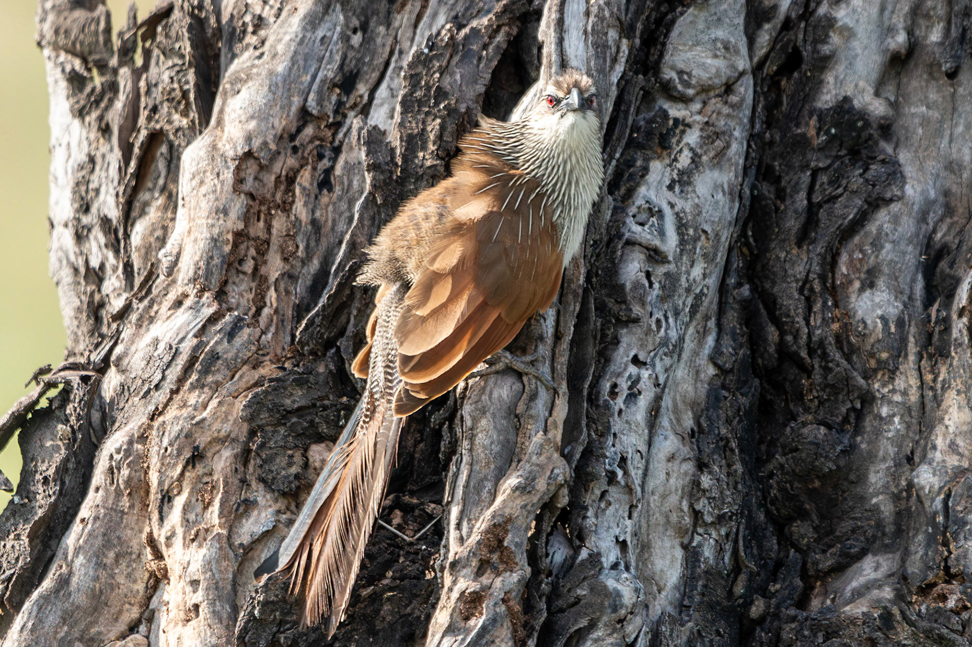 White-browed Couchal, Serengeti