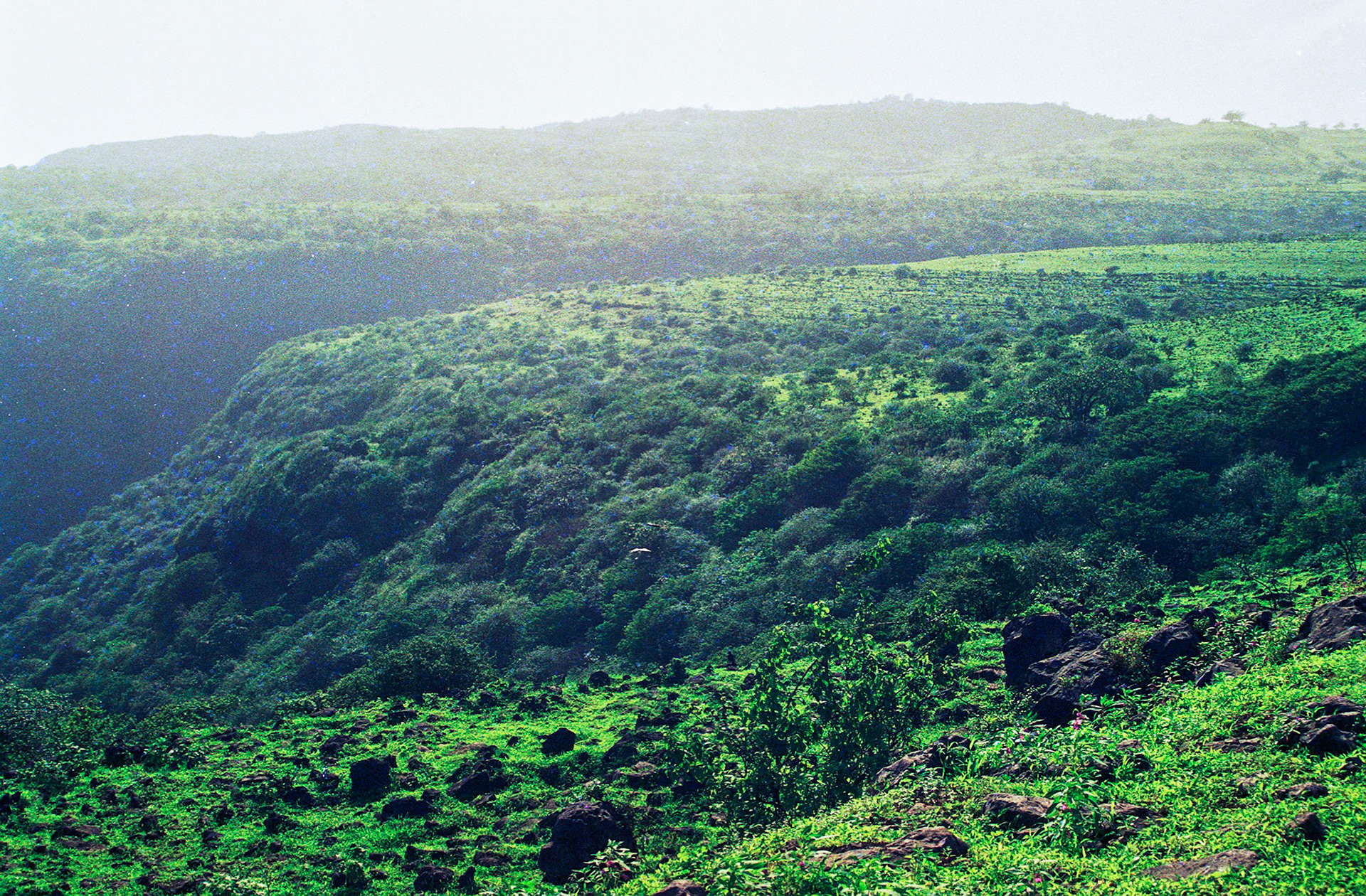 Green hills, Salalah