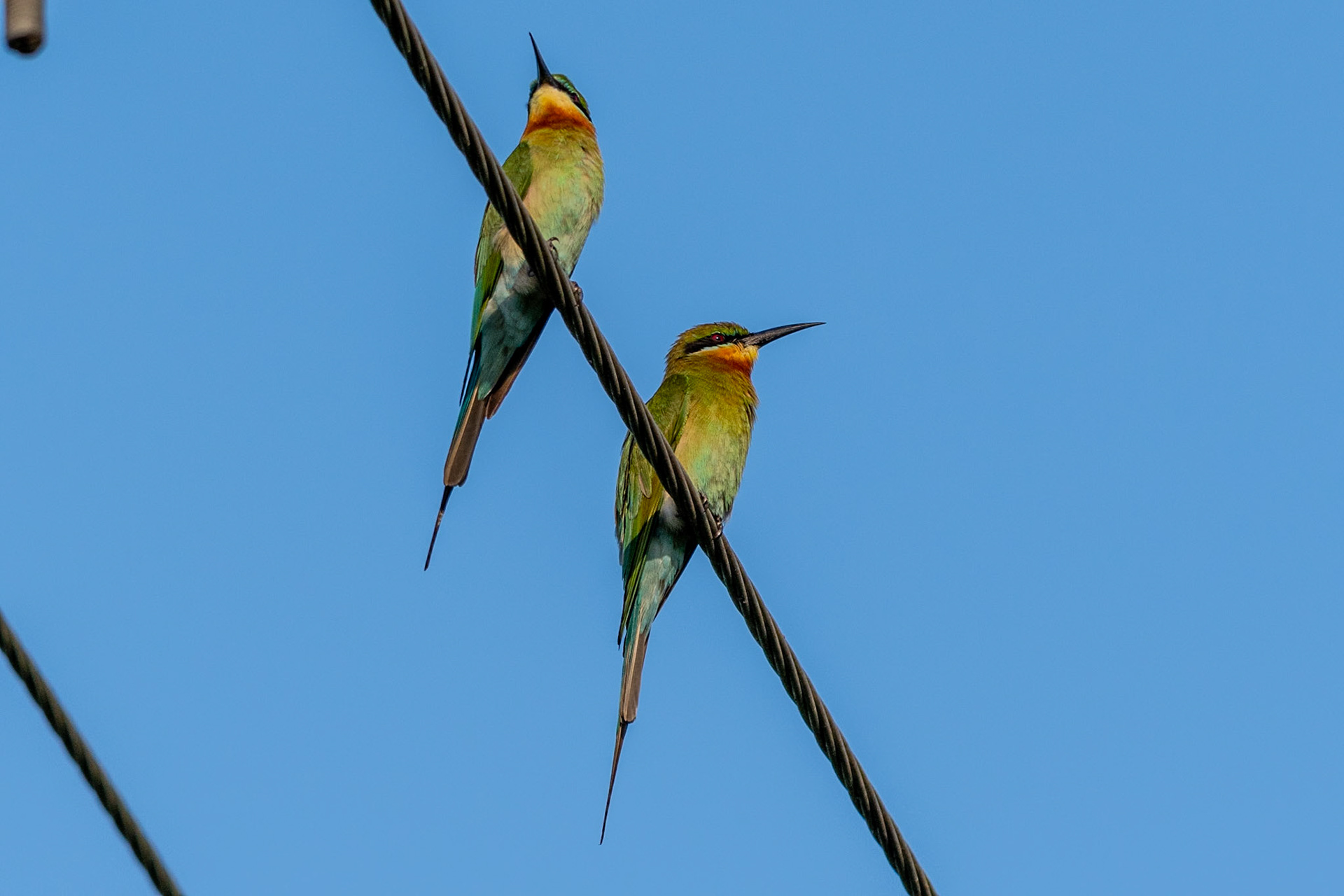 Blue-tailed Bee-eaters, Backwaters, Alleppey