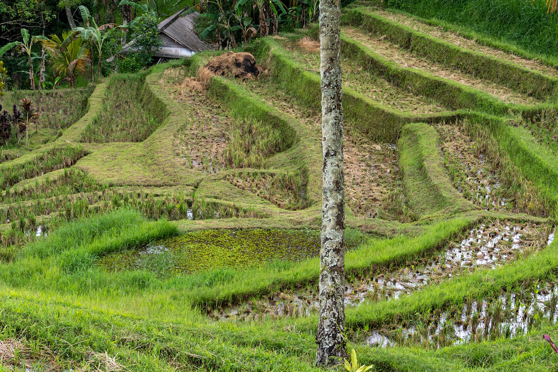 Padi terraces, Jatiluwih