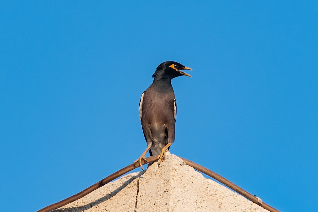 Myna bird, Atana Khasab Hotel, Khasab