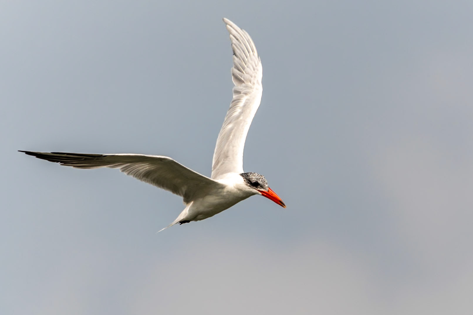 Common Tern, en route to Chennai