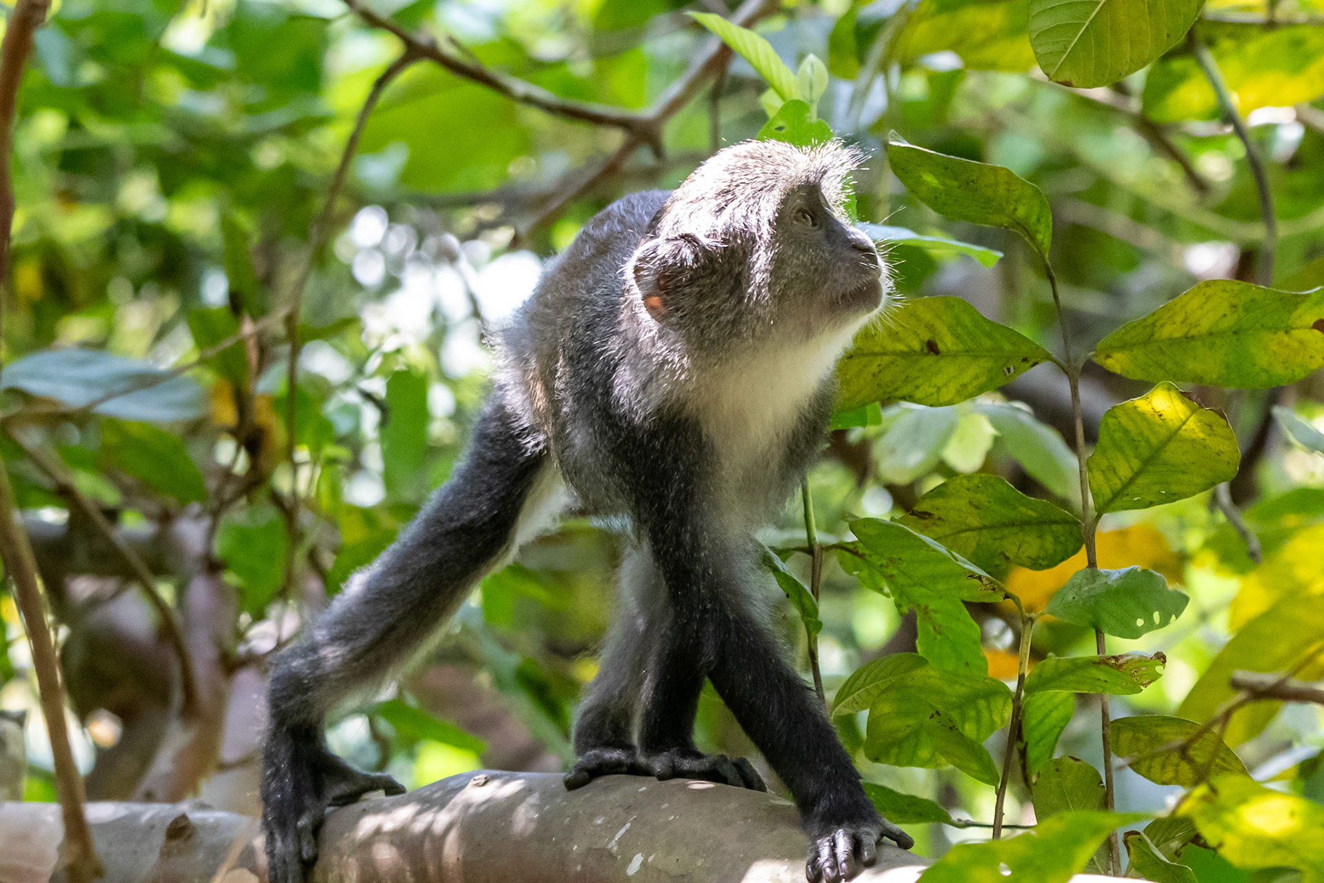 Blue Monkey, Jozani Forest, Zanzibar, Tanzania