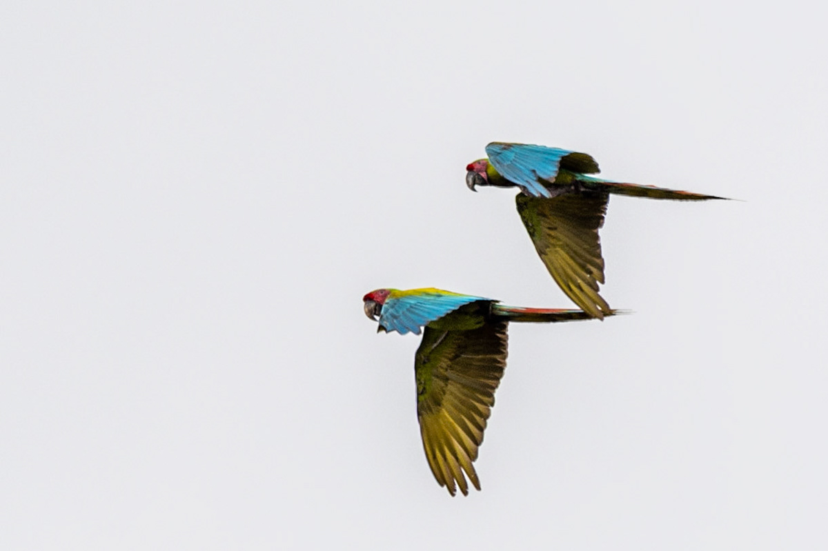 Great Green Macaw, Tortuguero, Costa Rica