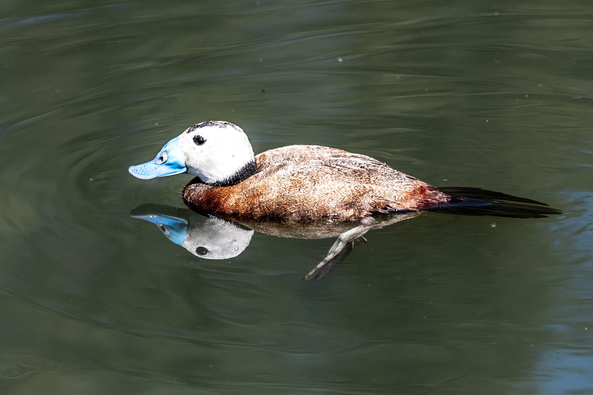 White-headed Duck (cap, m), Barnes WWT, United Kingdom