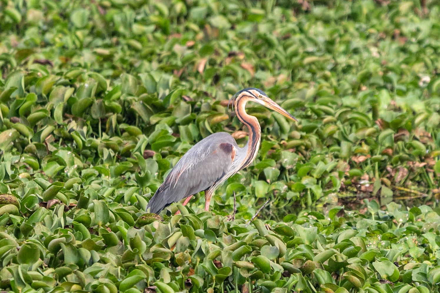 Purple Heron, en route to Puducherry