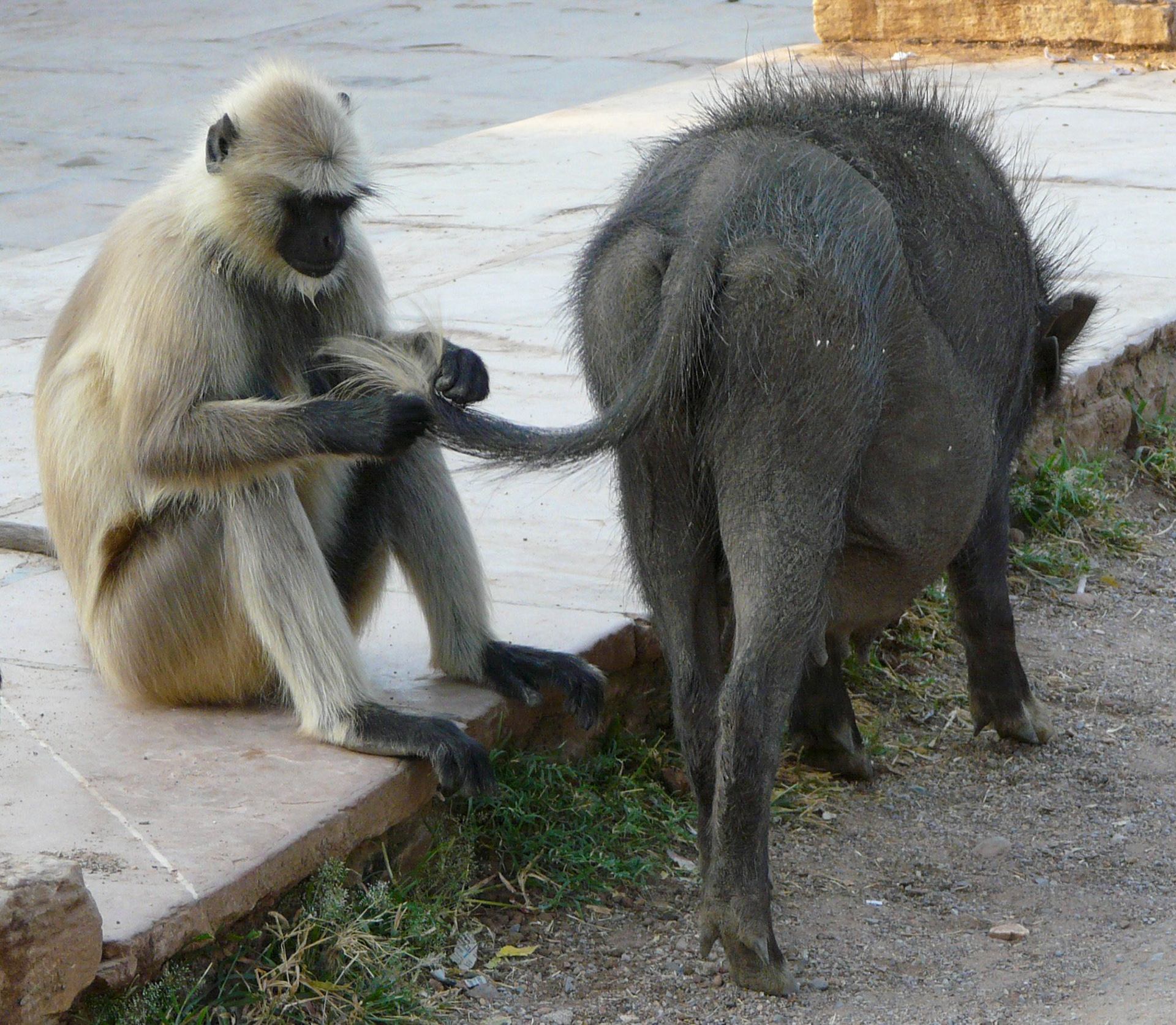 Gray Langur monkey grooming pig, Chittorgarh, India