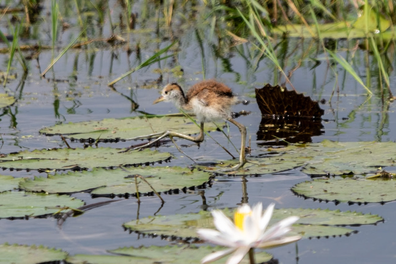 Bronze-winged Jacana (juv), en route to Mahabalipuram