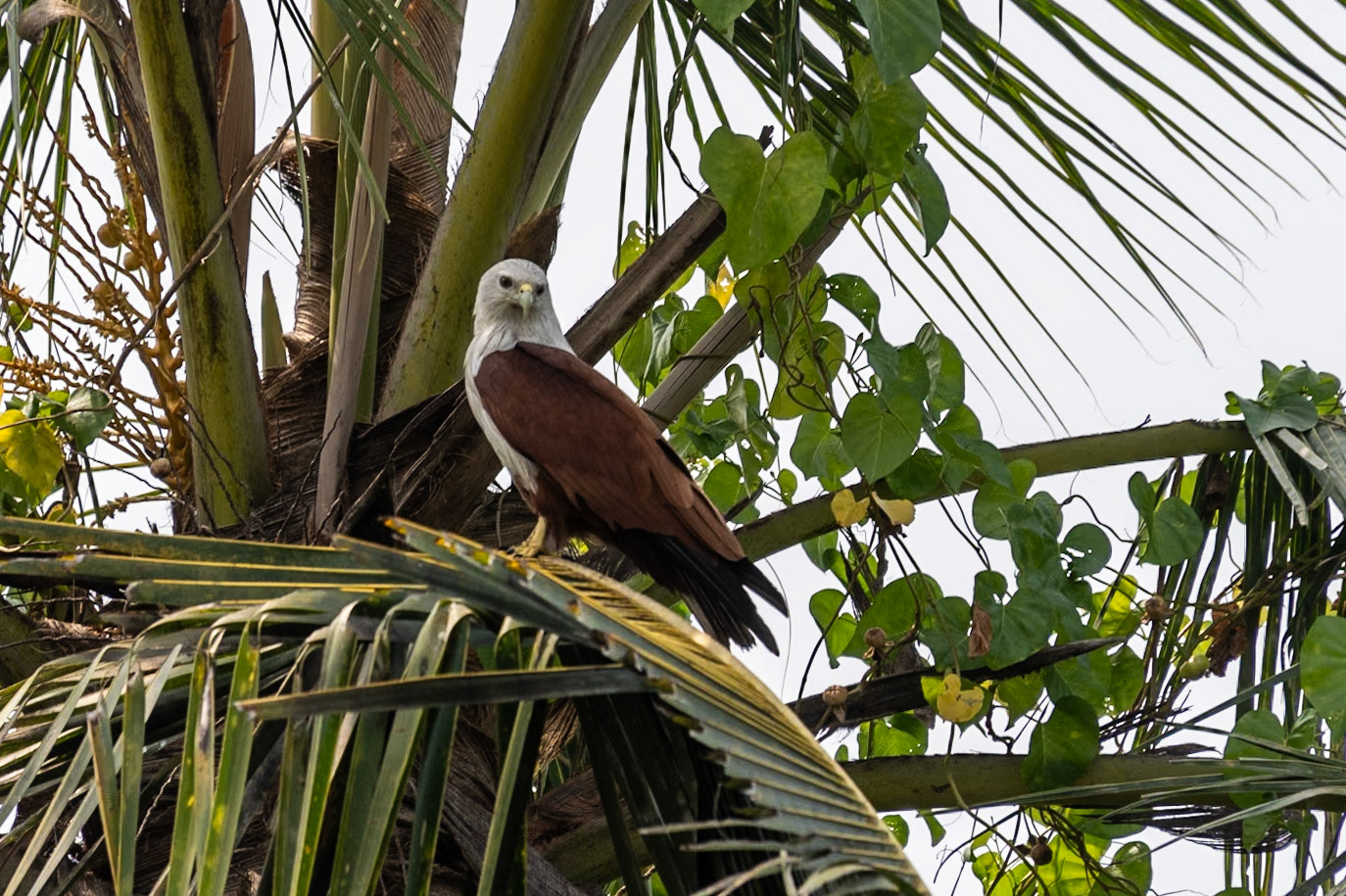 Brahminy Kite, Backwaters, Kochi