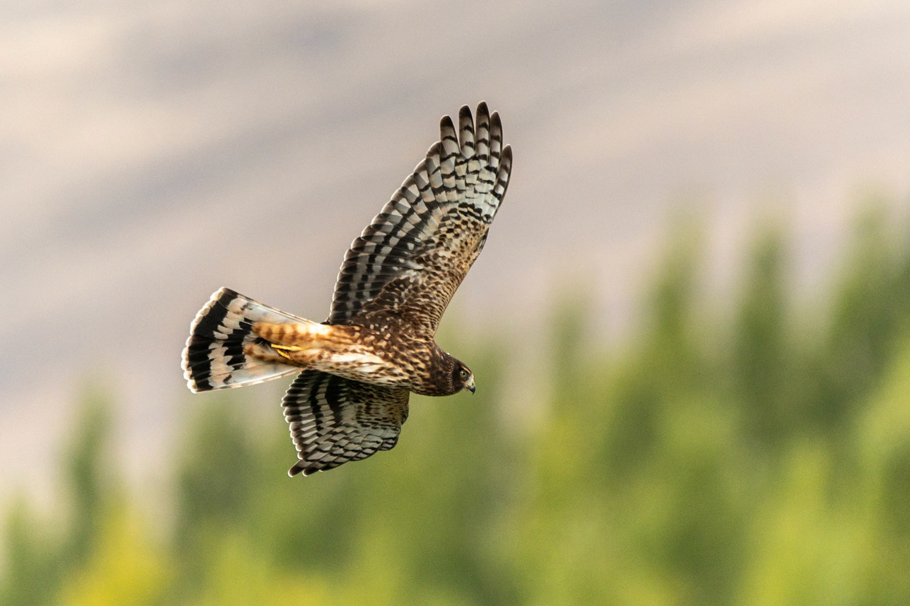 Cinereous Harrier, Reserva Laguna Nimez, El Calafate