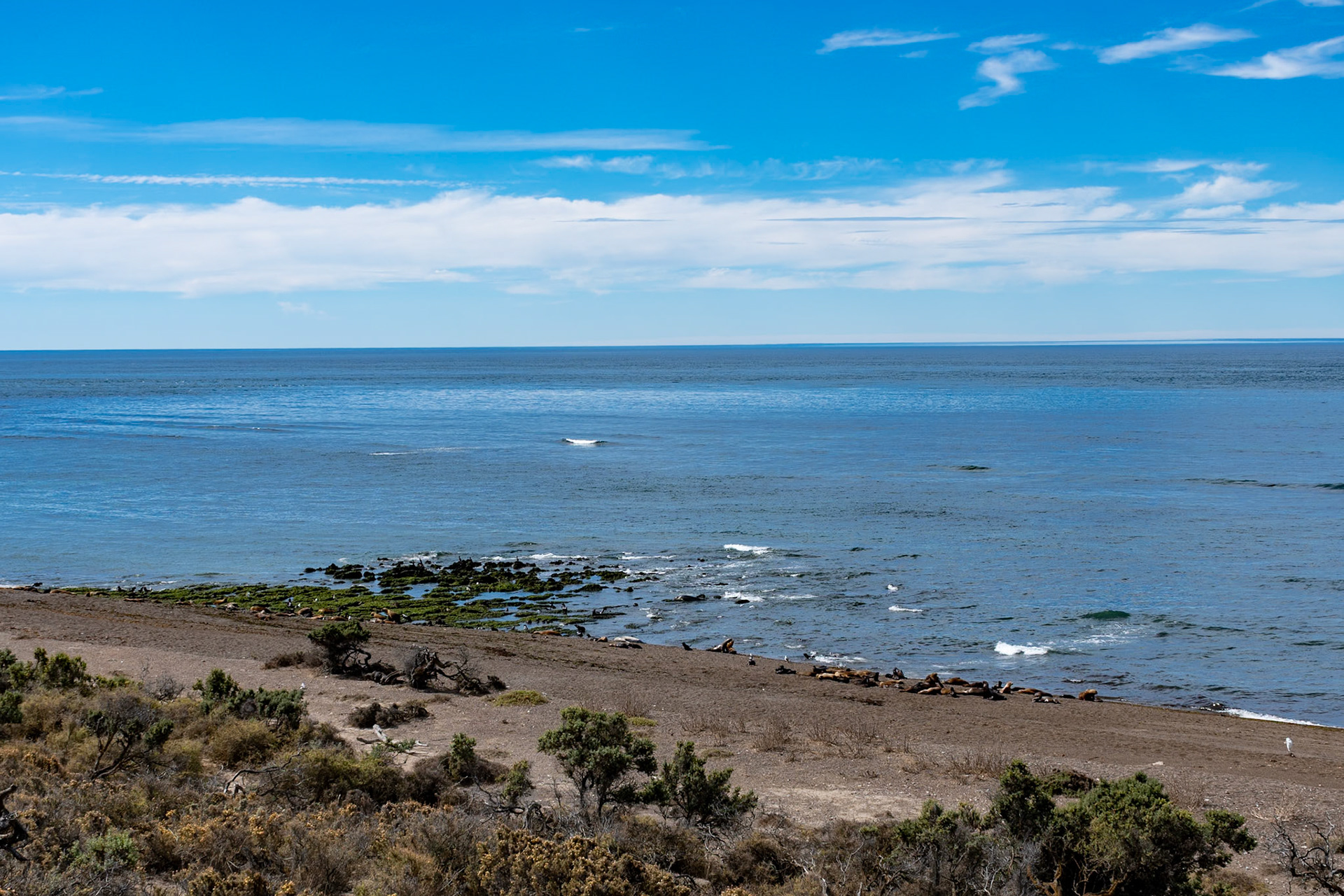 Coastline, Punte Norte, Peninsula Valdes