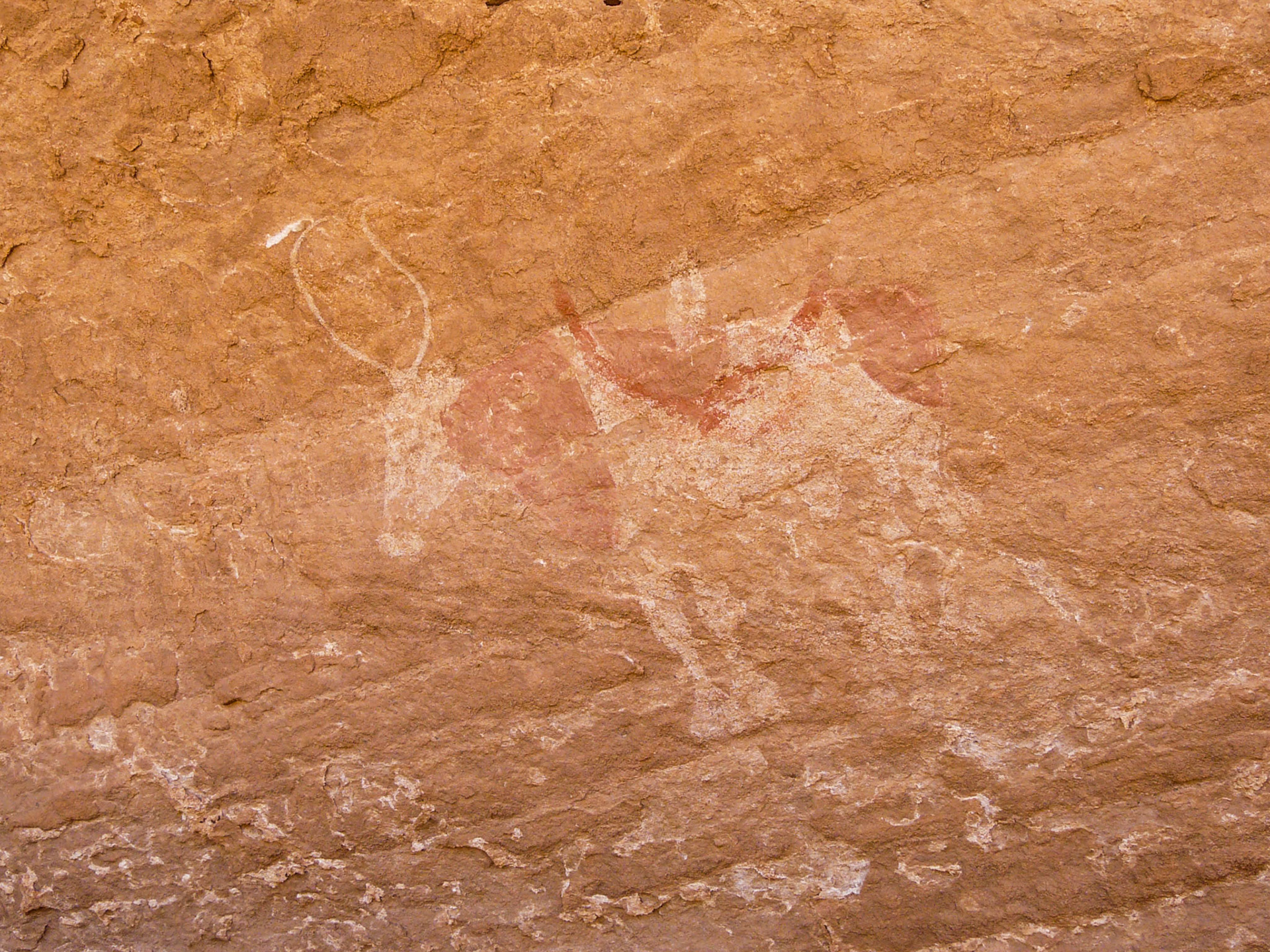Paintings of cow, Northern Akakus