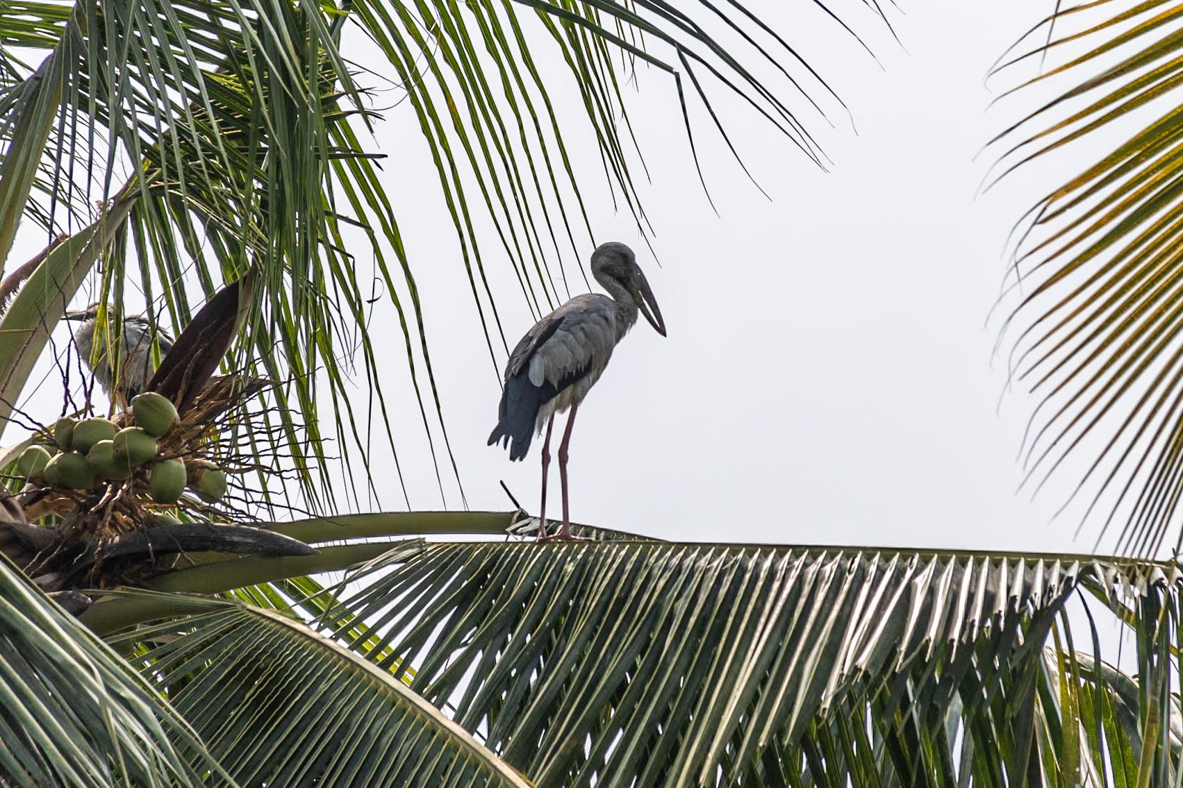 Asian Openbill, Backwaters, Kochi