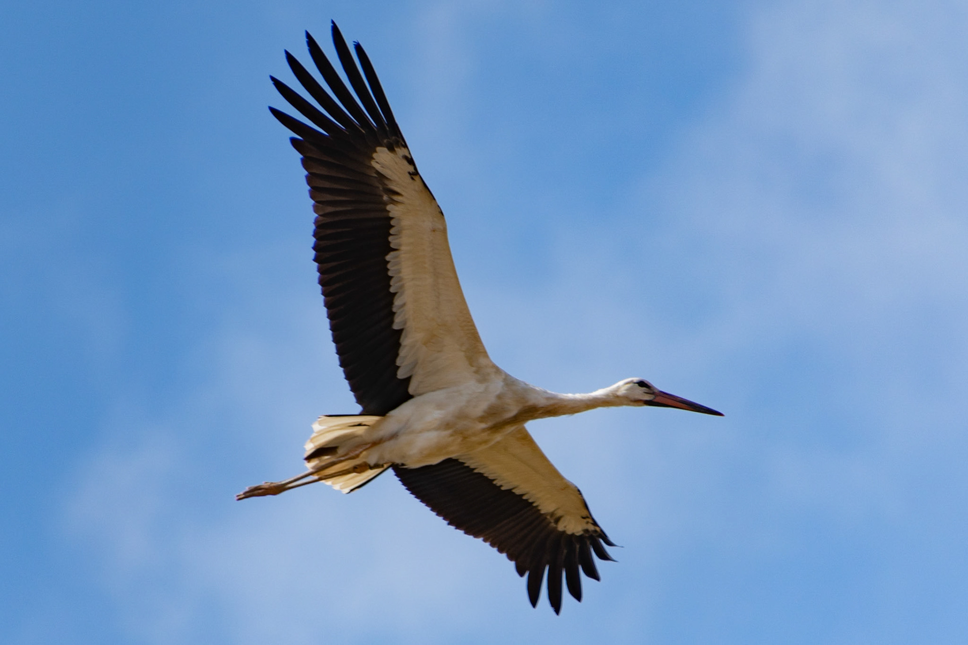 Stork in flight, Meknes