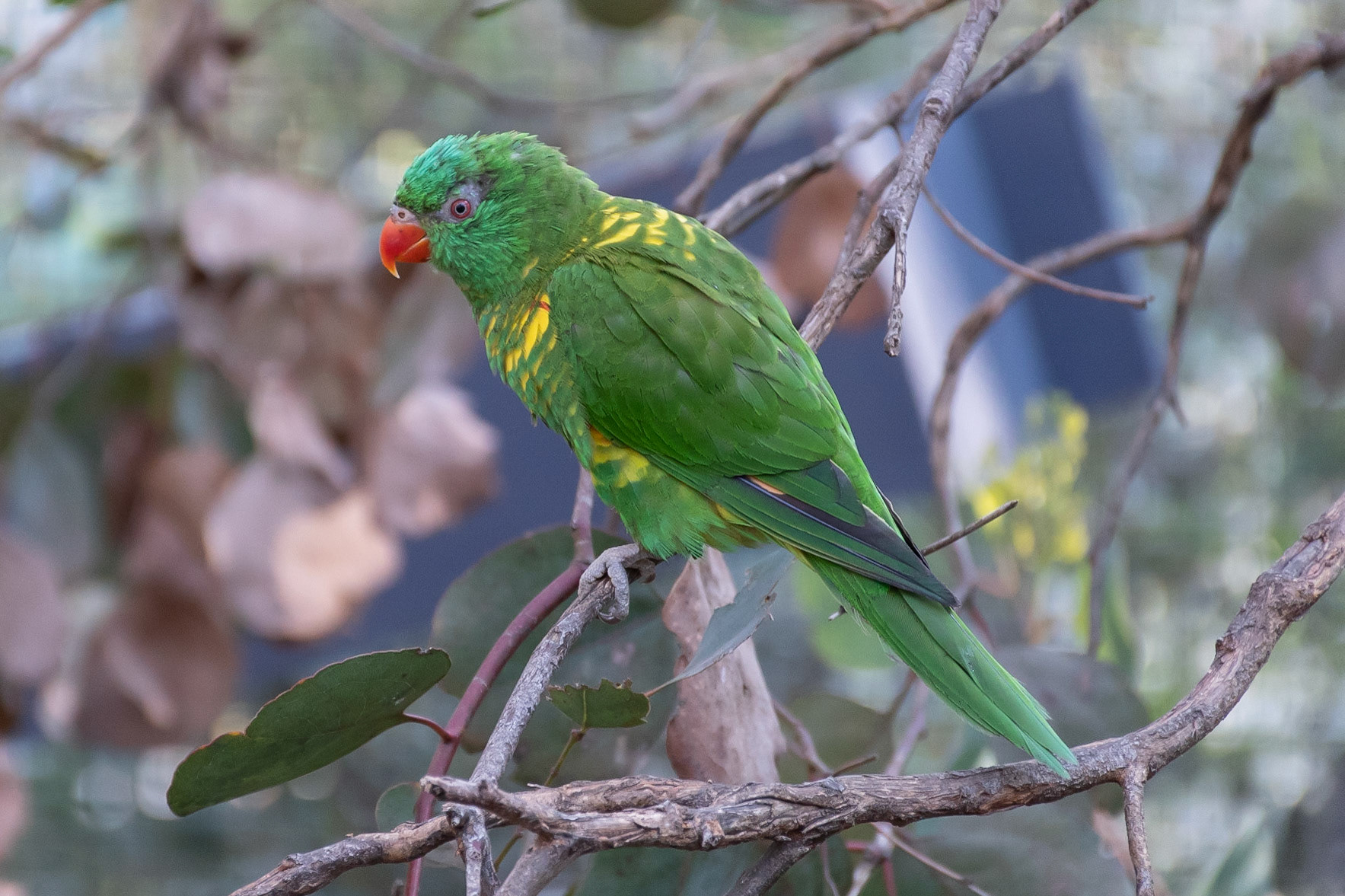 Scaly-brested Lorikeet (cap), Healesville, Vic