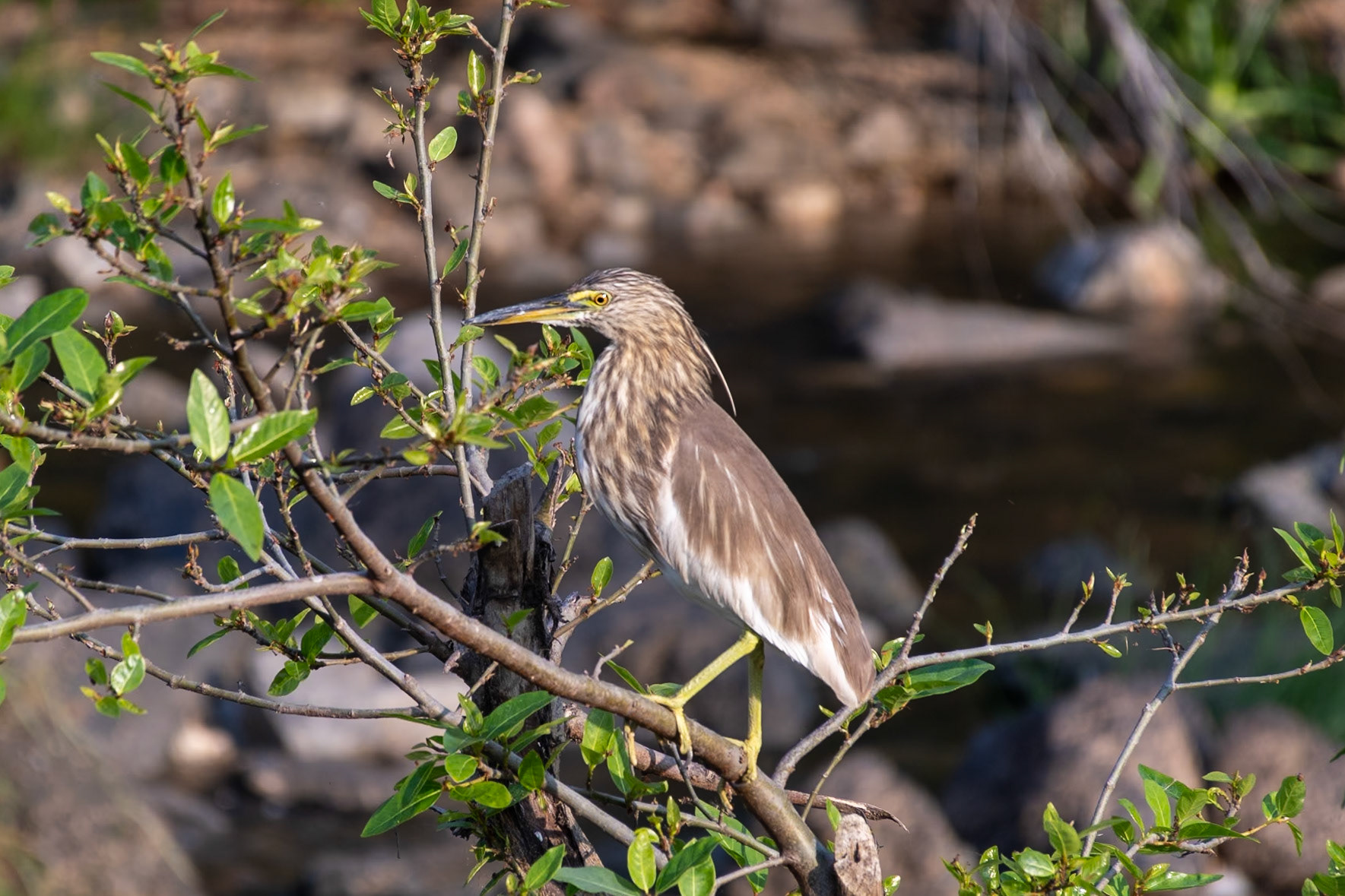 Indian Pond Heron, Brindavan Gardens, Mysuru