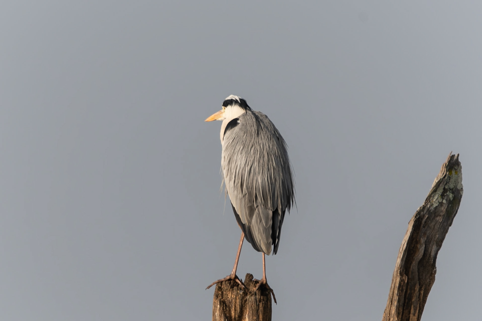 Grey Heron, Nagarahole