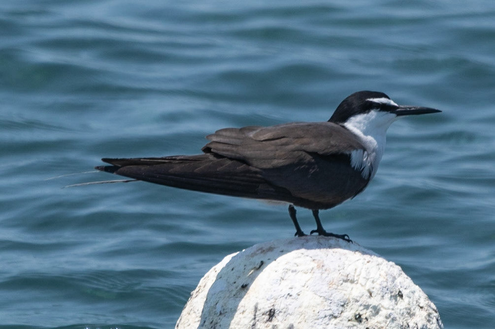 Sooty Tern, Green Island, Qld