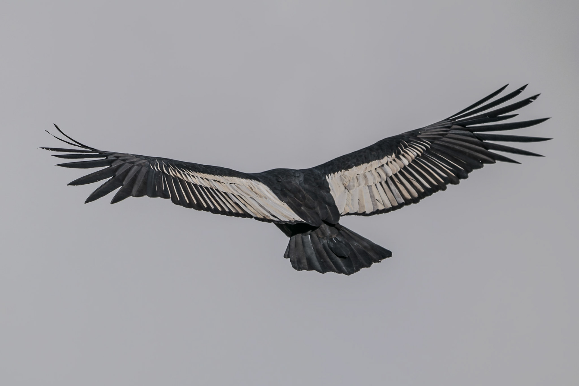 Condor, Colca Canyon, Peru