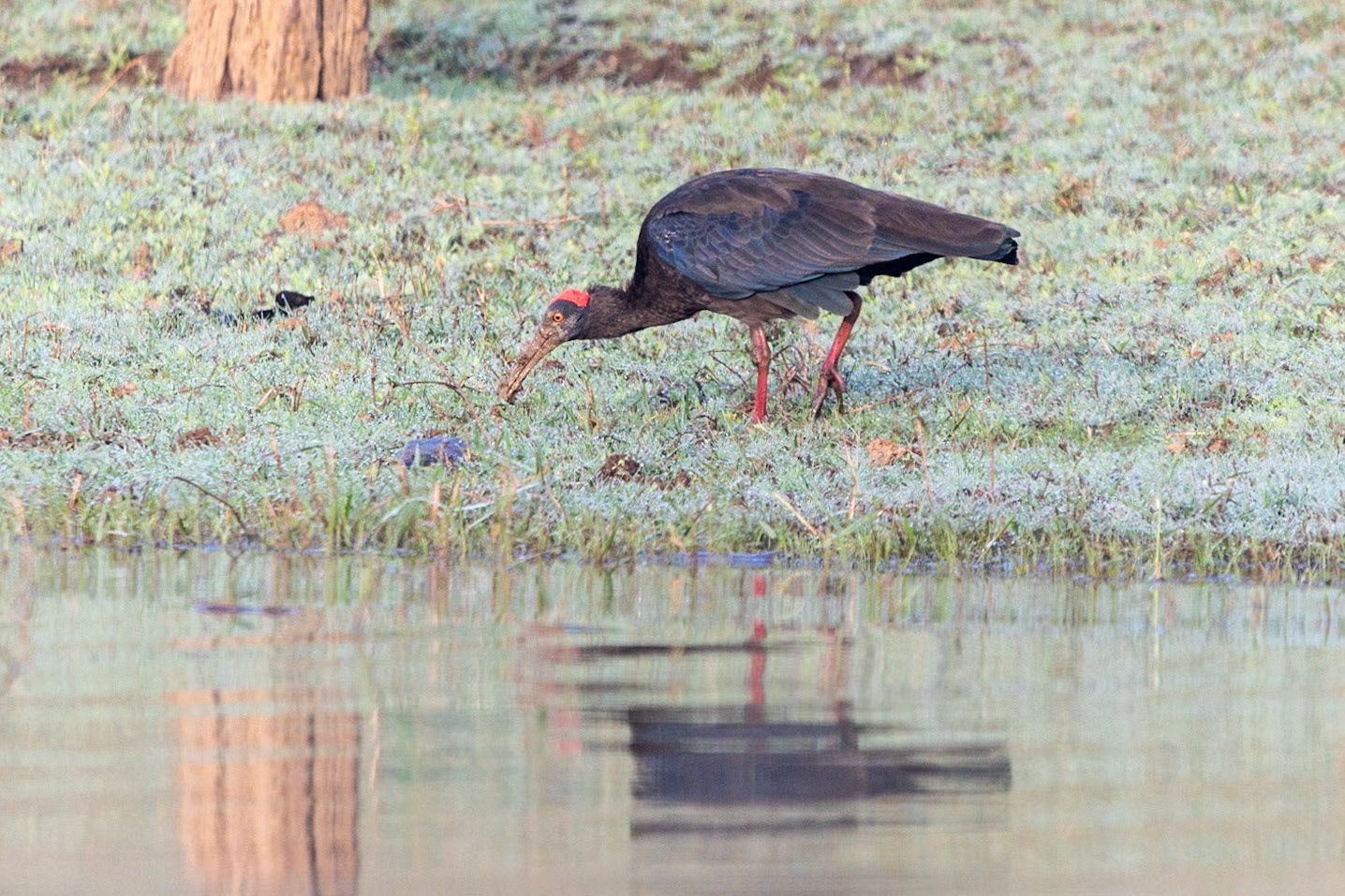 Red-naped Ibis, Nagarahole