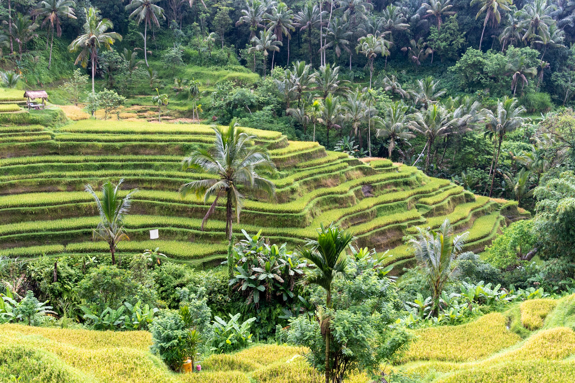 Padi terraces, Ubud, Indonesia