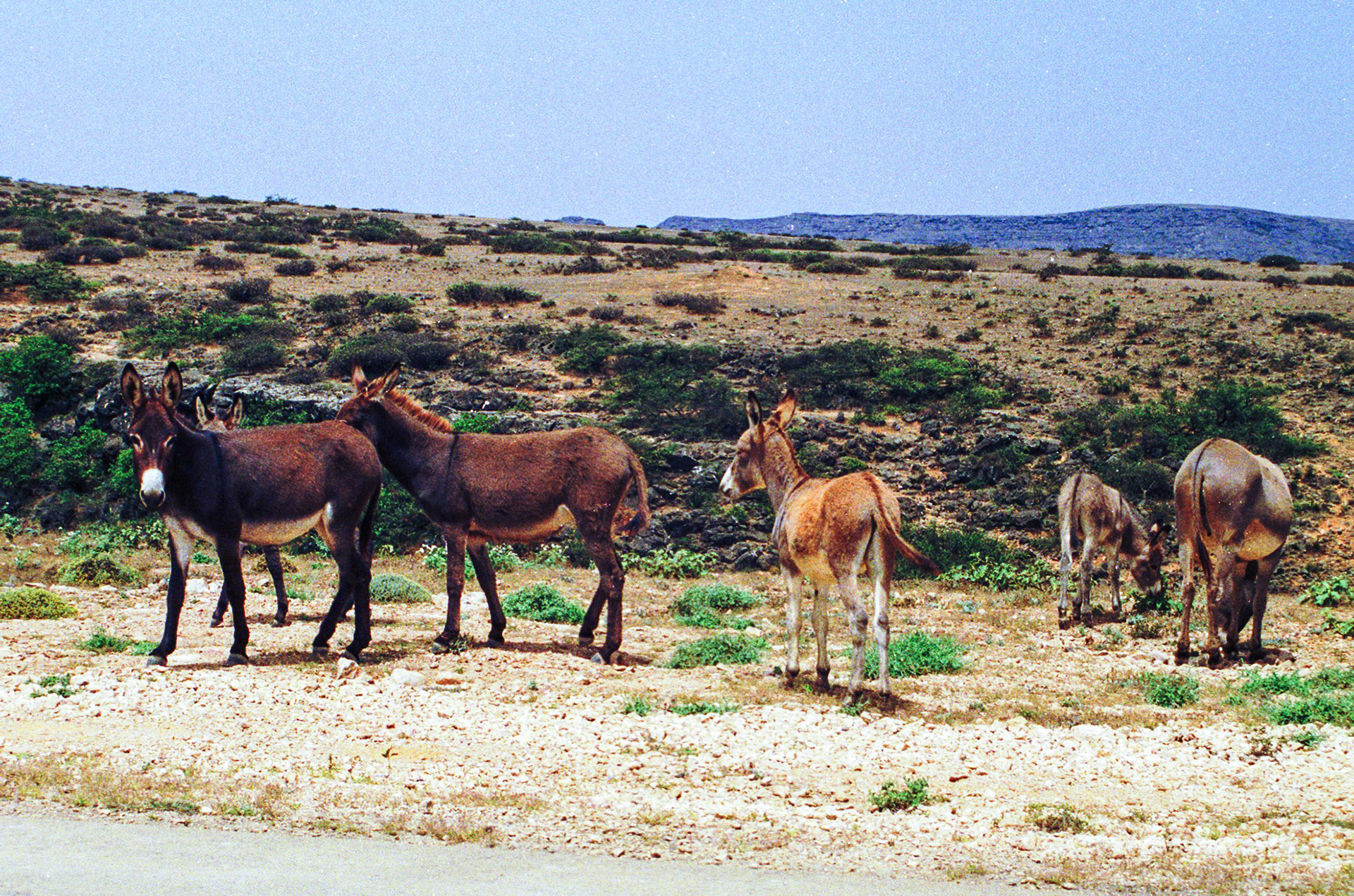 Donkeys, Salalah
