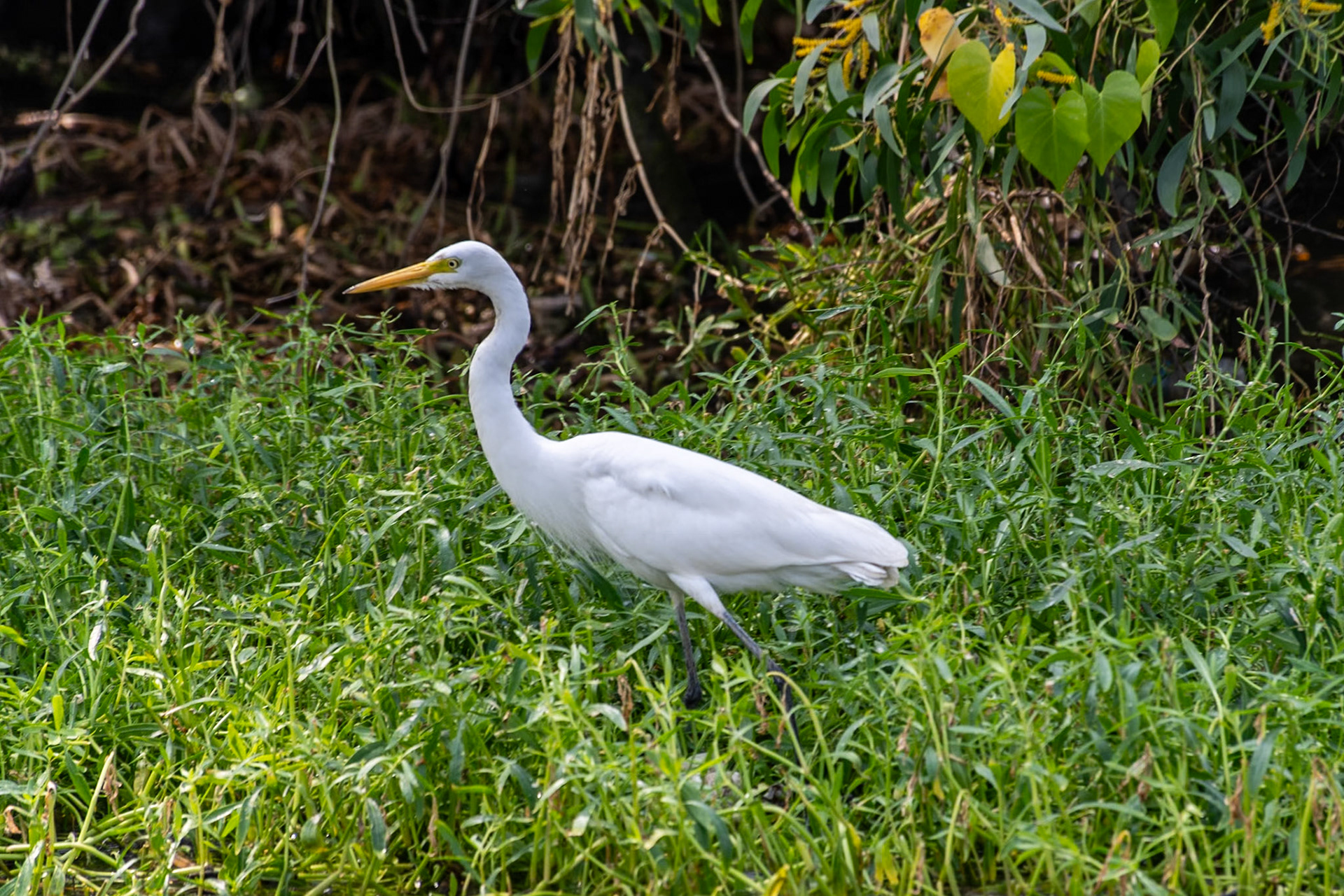 Medium Egret, Backwaters, Kochi