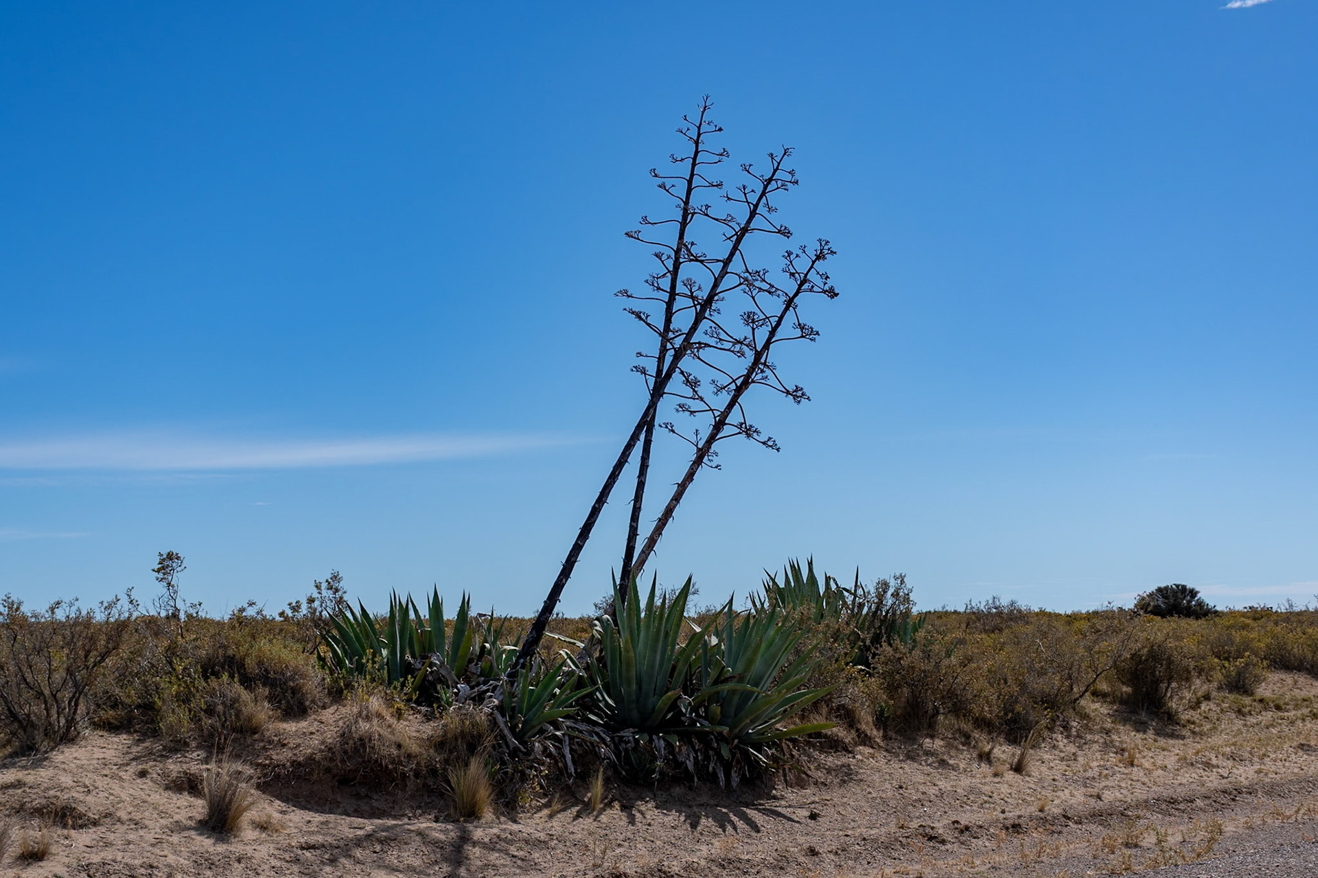 Flowering agave, Peninsula Valdes