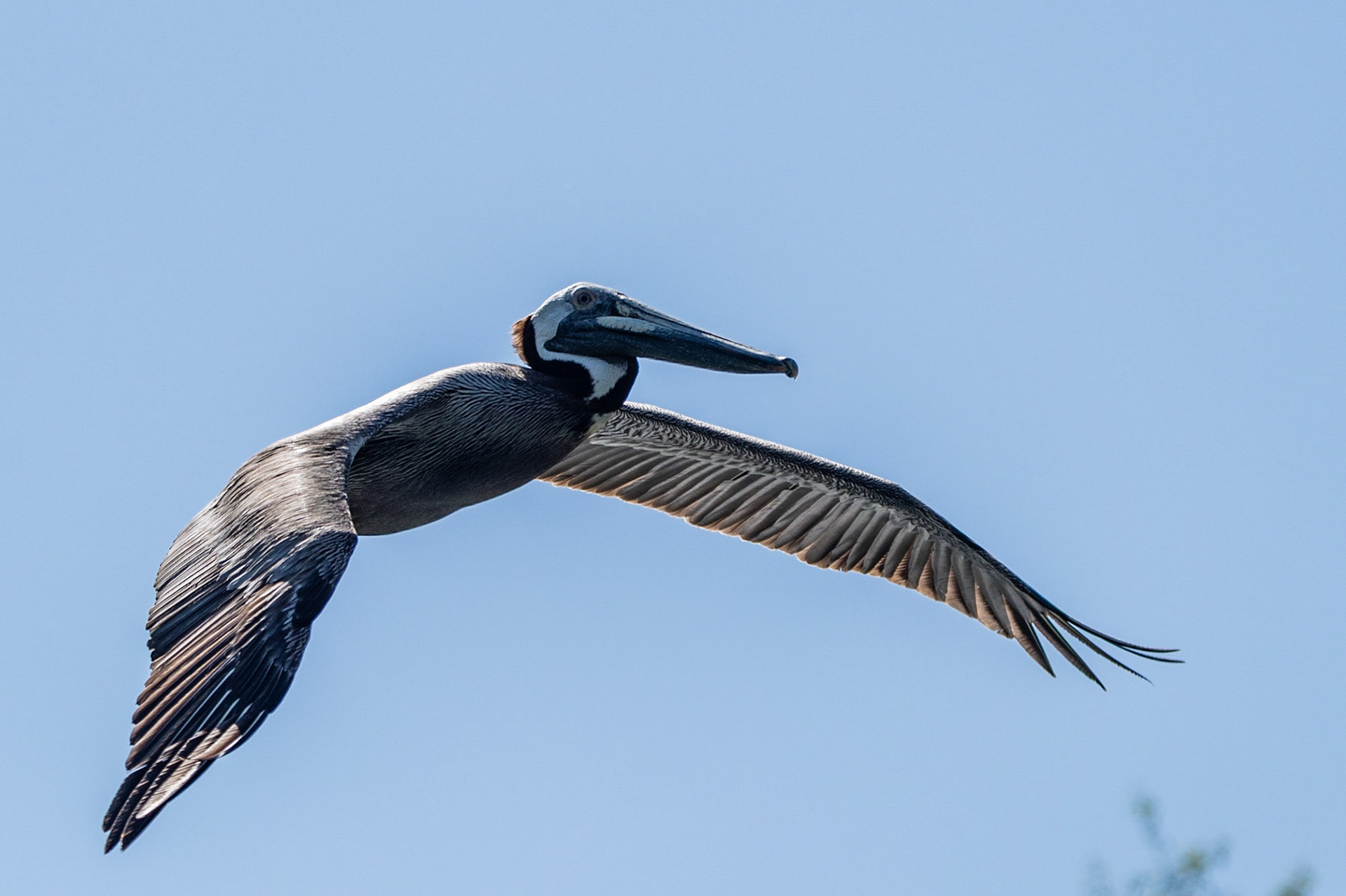 Brown Pelican in flight, Sumidero Canyon, Mexico