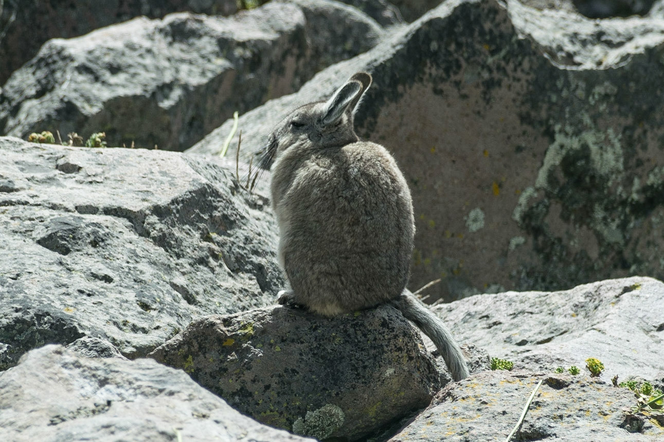 Viscacha, en route to Chivay