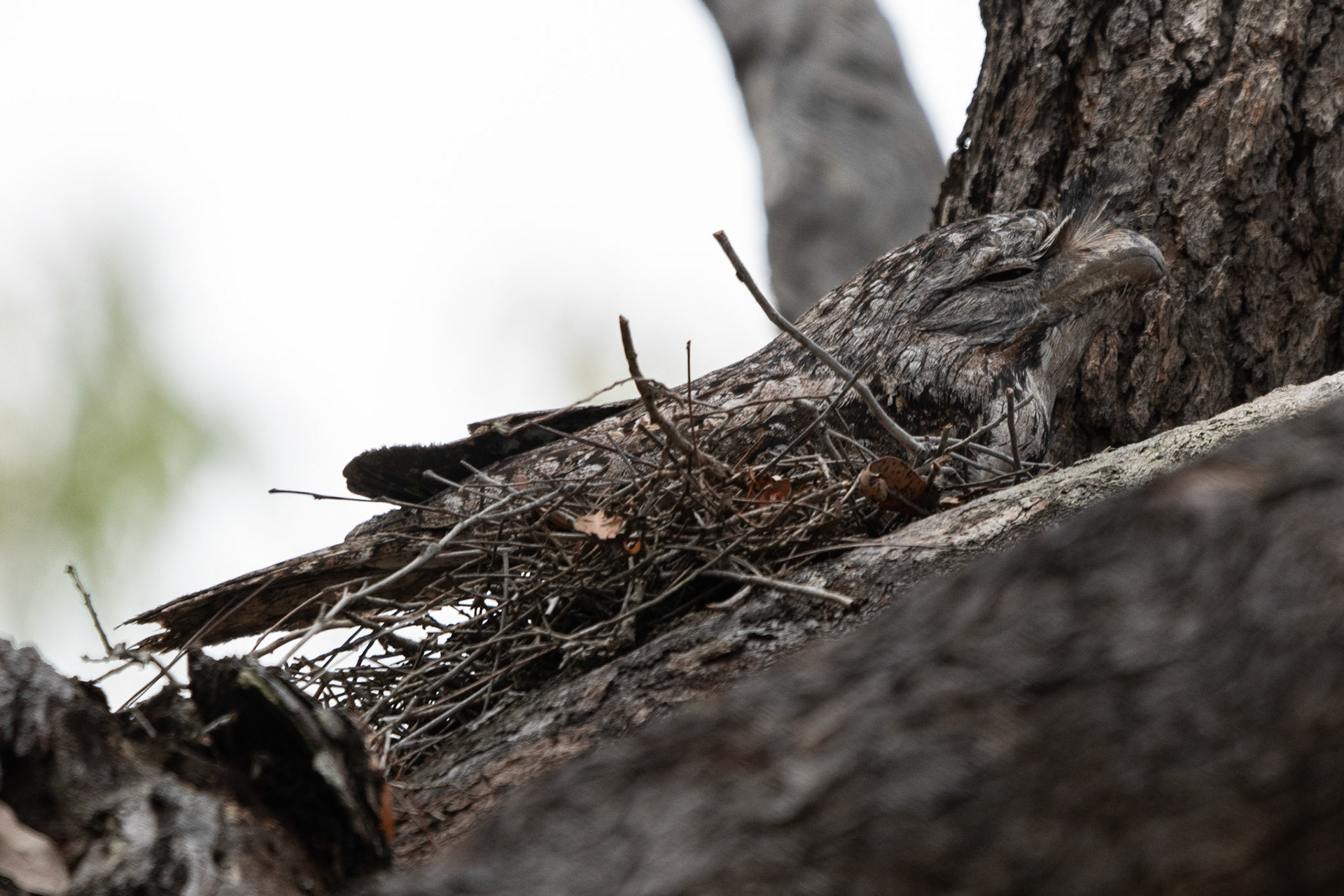 Tawny Frogmouth, near Mareeba, Qld