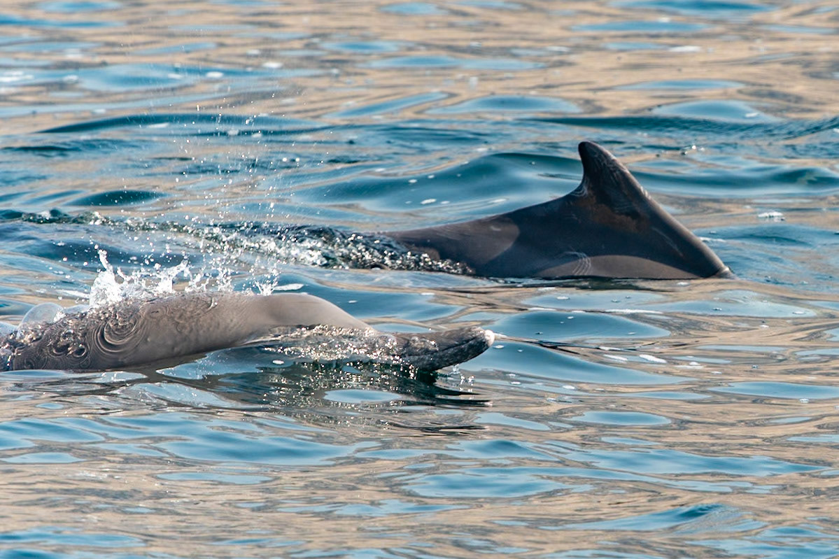 Dolphins, Fjords, Khasab