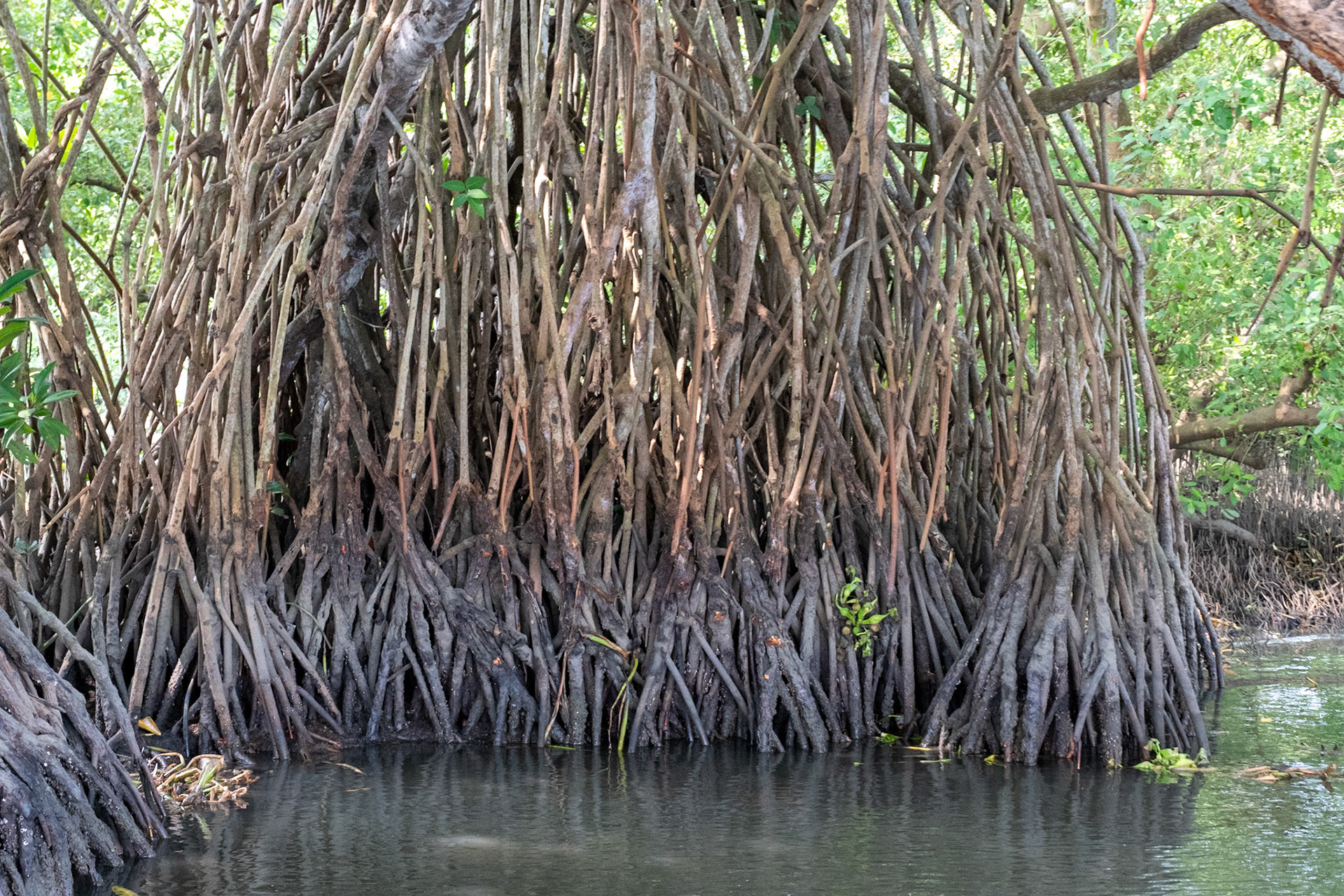 Mangrove roots, Backwaters, Kochi