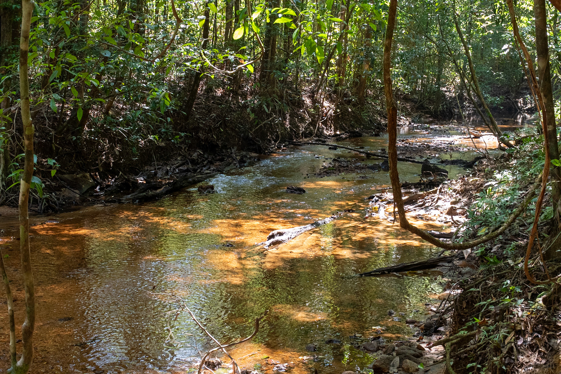 Sinharaja National Park