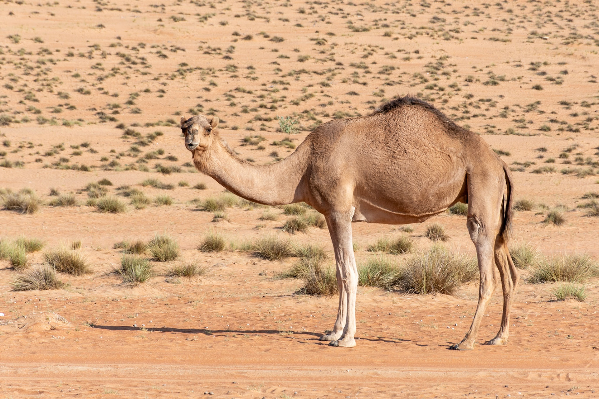 Camel, Wahiba Sands