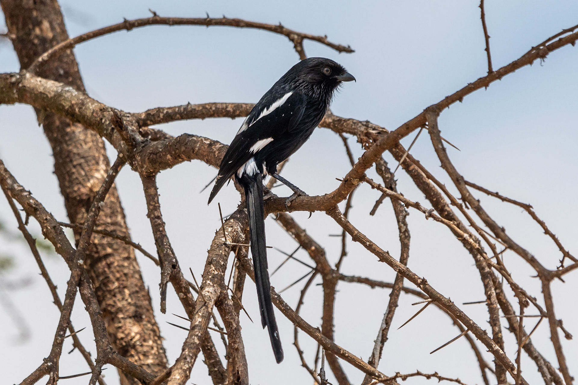 Magpie Shrike, Tarangire National Park