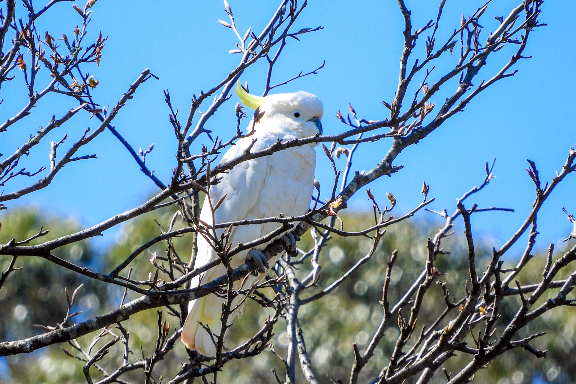 Sulphur-crested Cockatoo, Dandenong Ranges