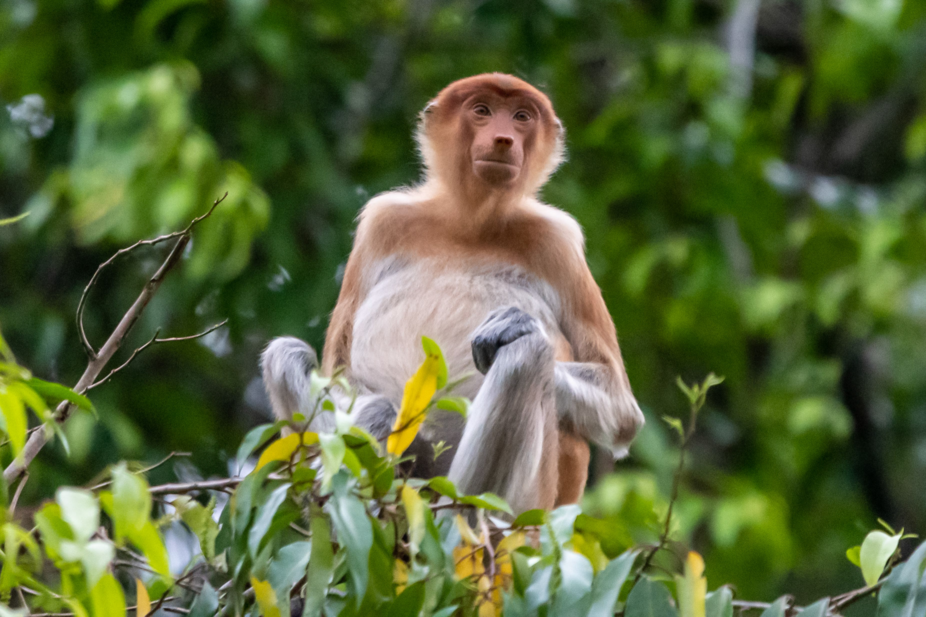 Proboscis Monkey, Kinabatangan River, Malaysia