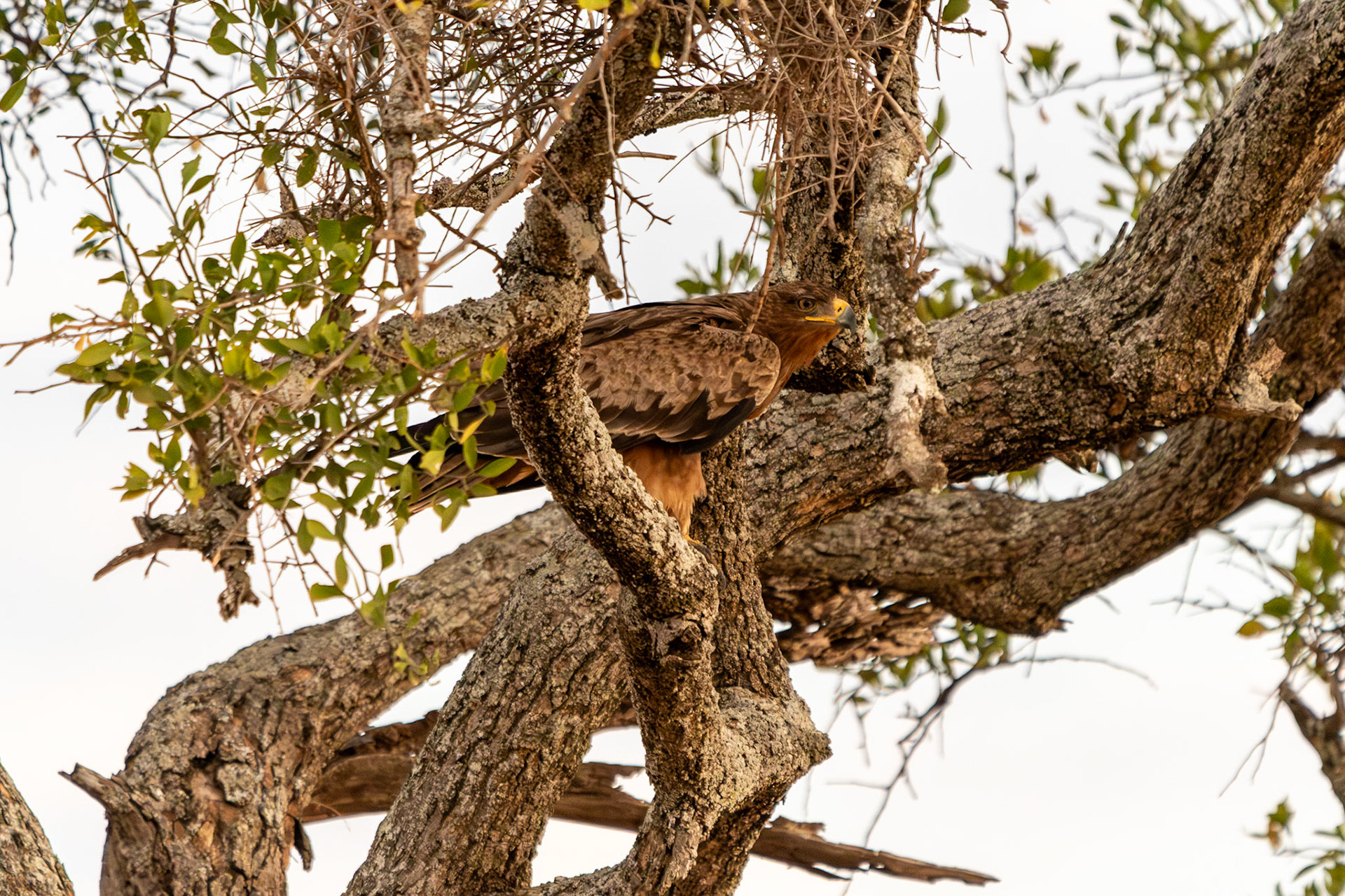 Tawny Eagle, Tarangire National Park