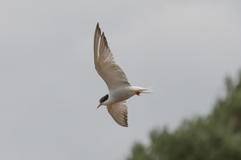 Common Tern, Frensham, United Kingdom