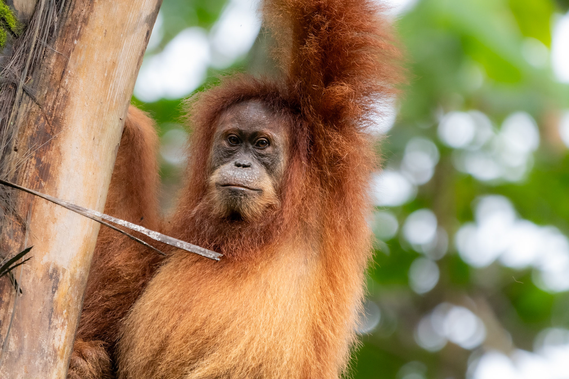 Orangutan, Bukit Lawang, Indonesia