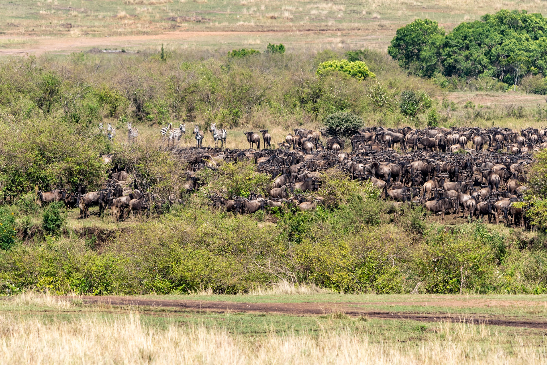 Wildebeests waiting to cross Mara River, Maasai Mara