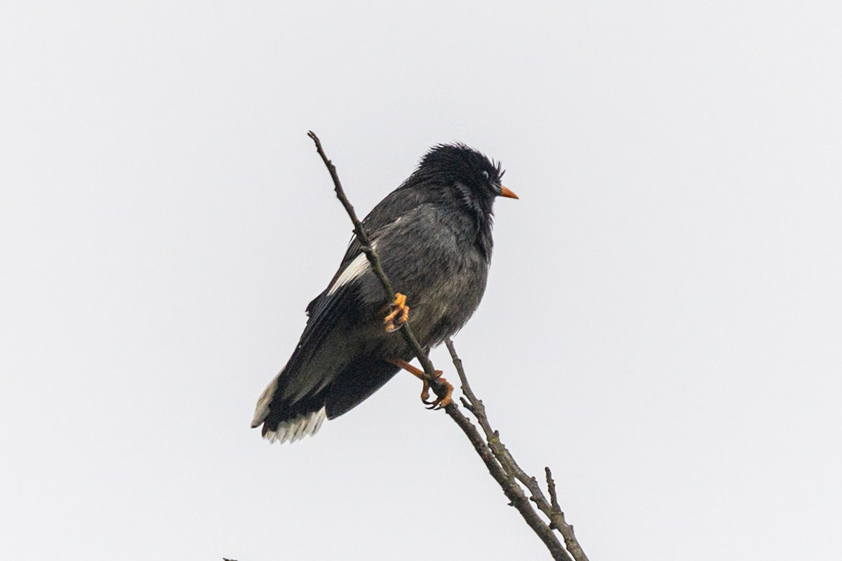 Jungle Myna, Coonoor