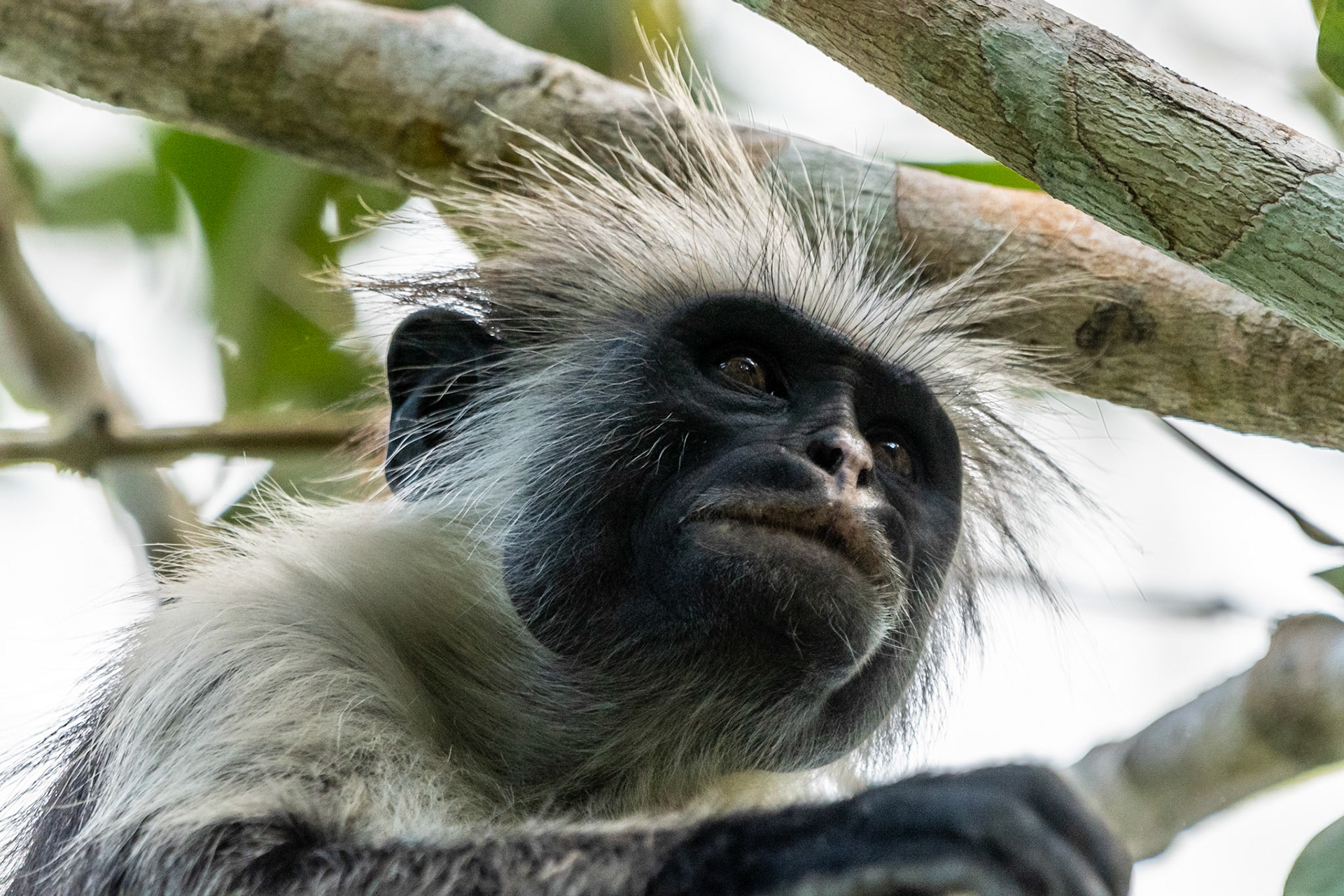 Zanzibar Red Colobus Monkey, Jozani Forest, Zanzibar, Tanzania
