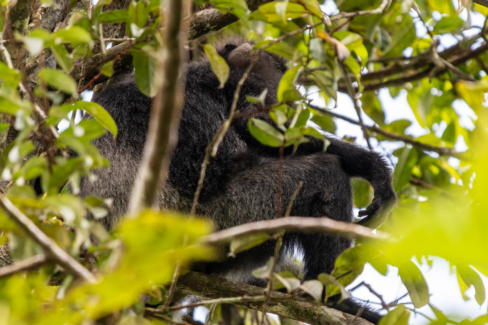 Purple-faced Langur, Sinharaja National Park, Sri Lanka